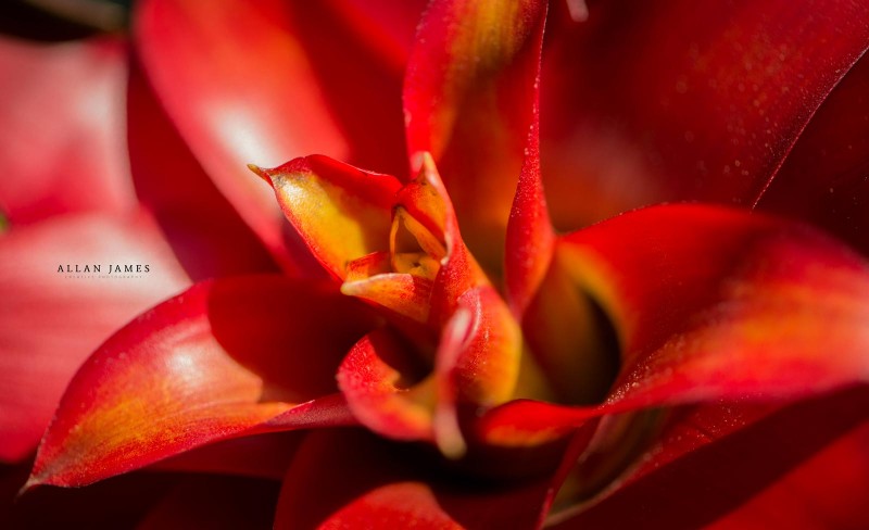 Macro-photographer-bridgend (1)
